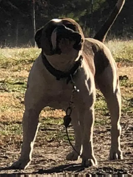 HALL'S BOSS HOG