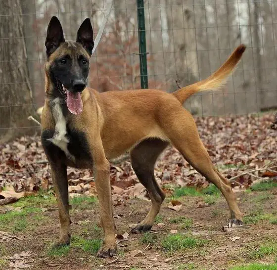 Barbel Vom Break Even Point