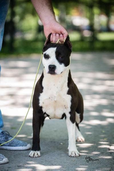 JC Ring Angels Nearest To My Heart