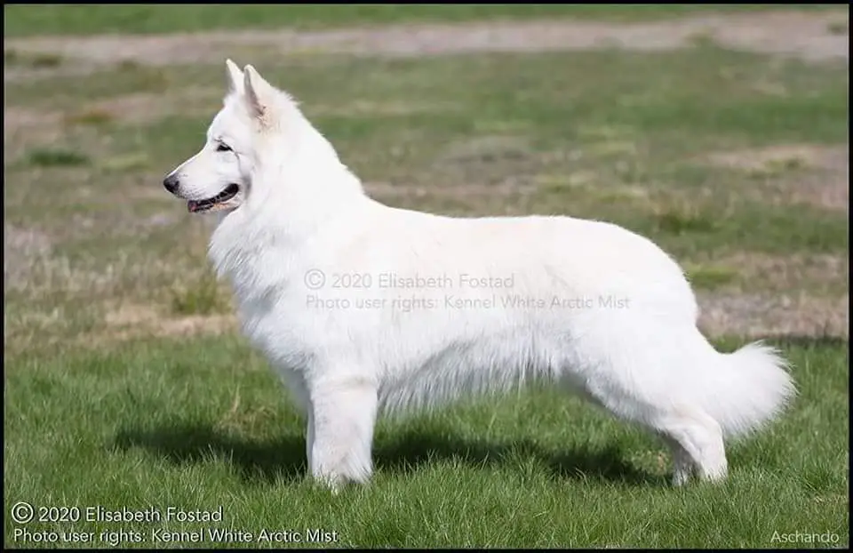 NJV-16 NVet CH NUCH Oslo VV-24 Aschando from Kennel van de Wesjagaarde