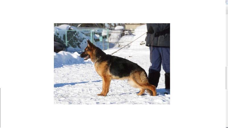 Negus Karil's Zadira