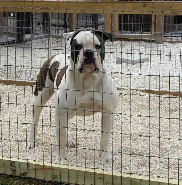 CALVER'S ENOCH, SON OF CAIN