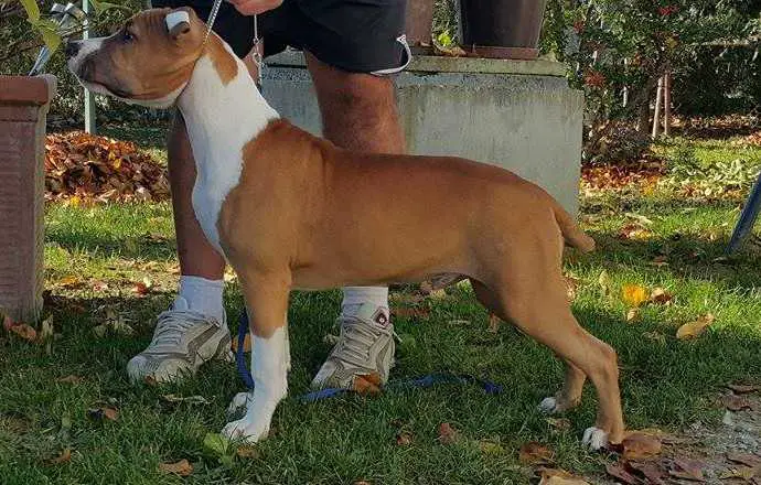 Poisson Ivy Achilles The Lover