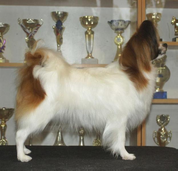 Jun. ch. Rus. Aller Best Daenerys Storm Born