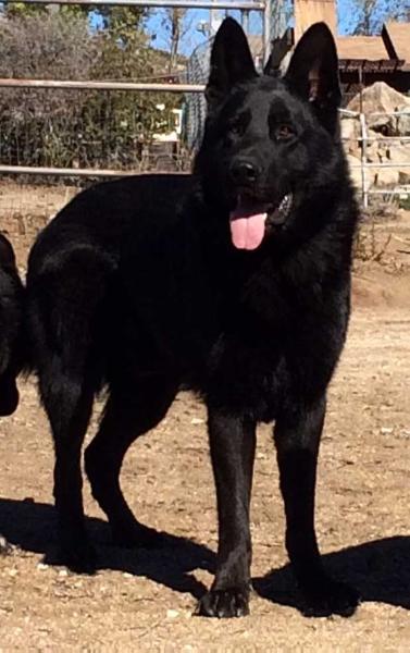 Titan Ward Von Jagermeister Haus