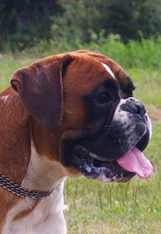 EUS REGAT Fender Edda