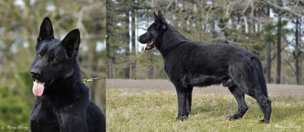 UKC CH Vulcan von Huerta Hof