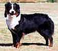 Mistretta's Calico Minx
