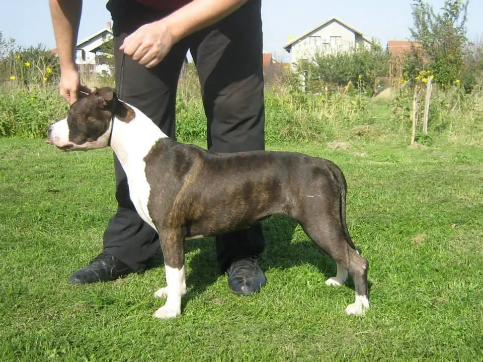 Royal Nobleman's Piece of My Heart