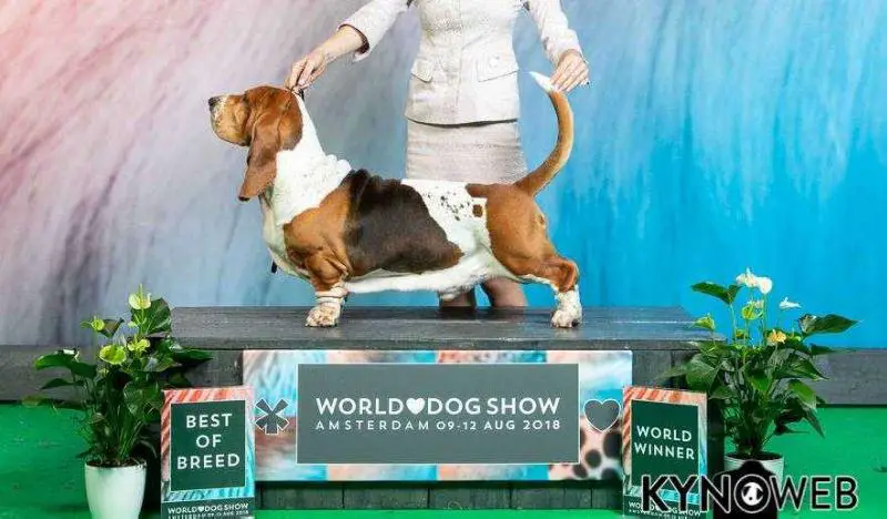 WW 2018 RUS CH TERRA D'ORFILI ENZO