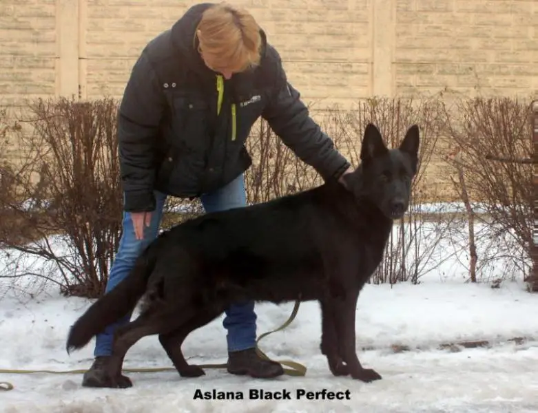 Aslana Black Perfect