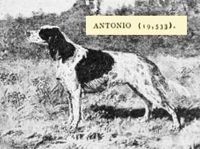 CH Antonio (Roderigo x Bo Peep) (019533)