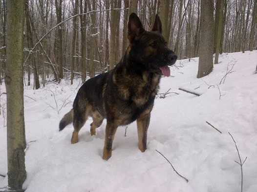 Hutch von Ridgemount