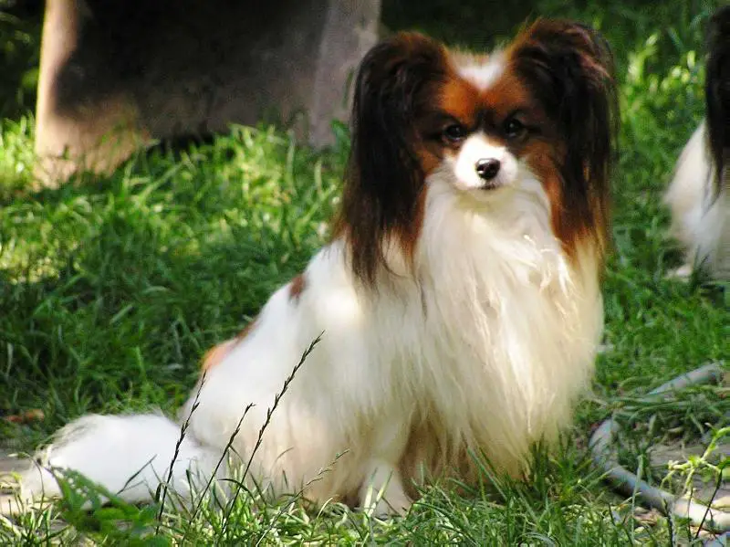 INT CH Denemore With Cameo Gene