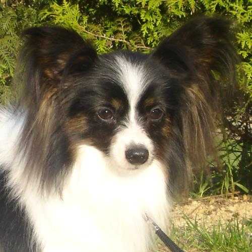 JCH Queen Bless JP Magical Face