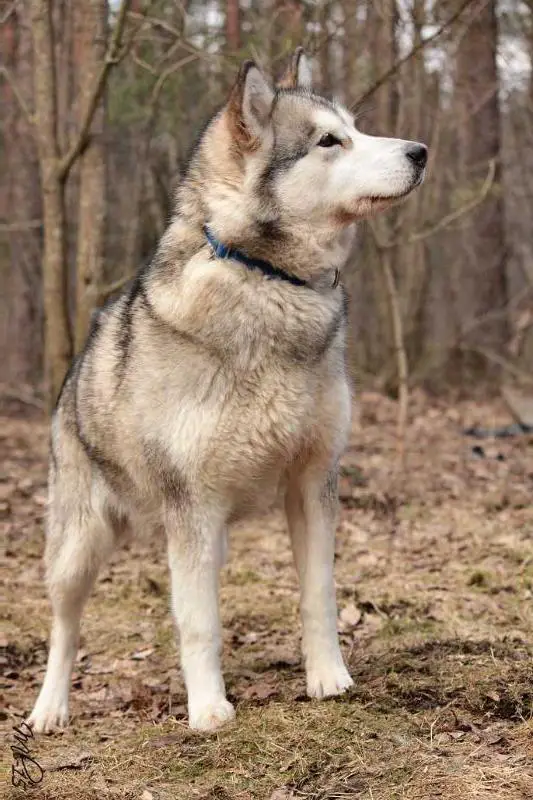 FI CH NORDJW-09 Cahppes Miss Qrendi