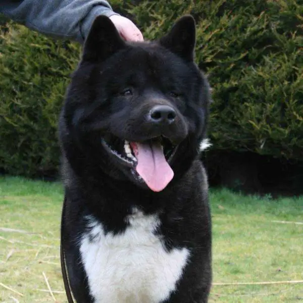 Jurojin Best Of Both Worlds