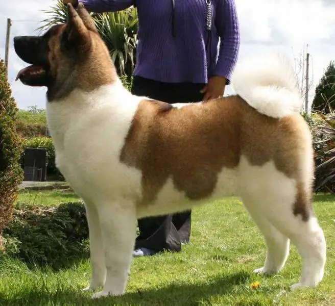 Mapekim Frocks N Rocks