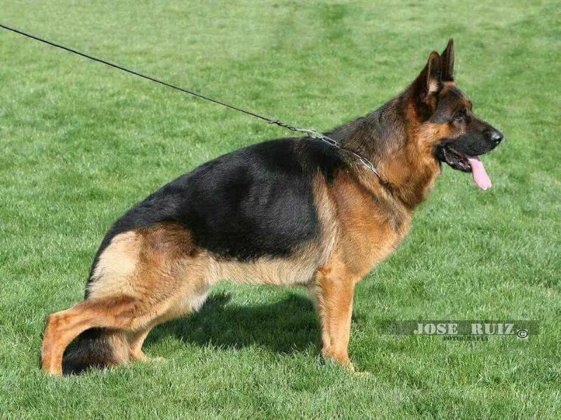 V(BSZS) Solo de Bi Lagun