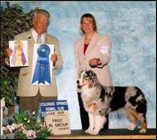 ASCA/AKC Carolina Ironrose Of Calais