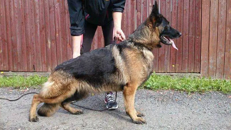 CH.RUS,CH,RKF Tserera Gven Blaid