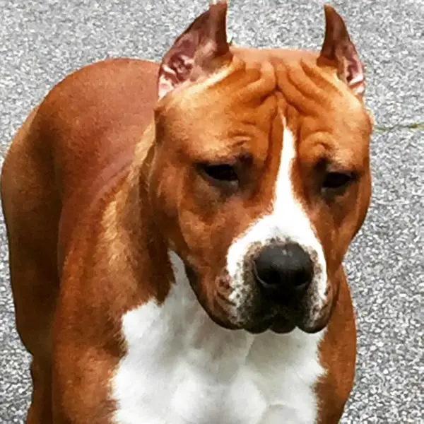 IABCA Nat'l CH/Int'l CH BIS/RBIS Aim High N Cimar's Honest Abe, DN