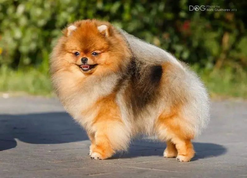 Victory's Flame GIVEN BY CRYSTAL CARMINA