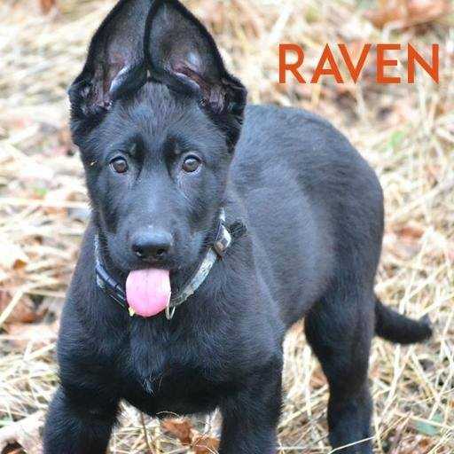 Raven Von Nature Of The Beast