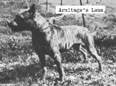 Armitage's Lena