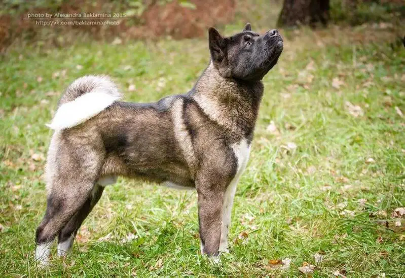 Reachy Action Douglas To Win