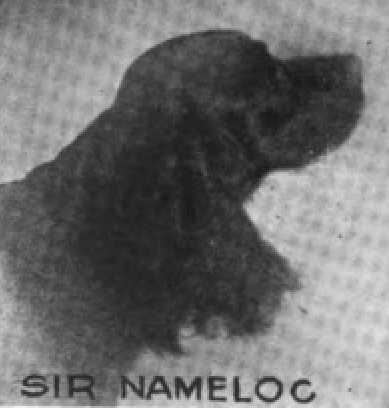 Sir Nameloc (Black Hawk III 211857)