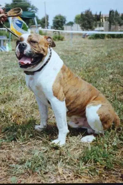 caruso's max