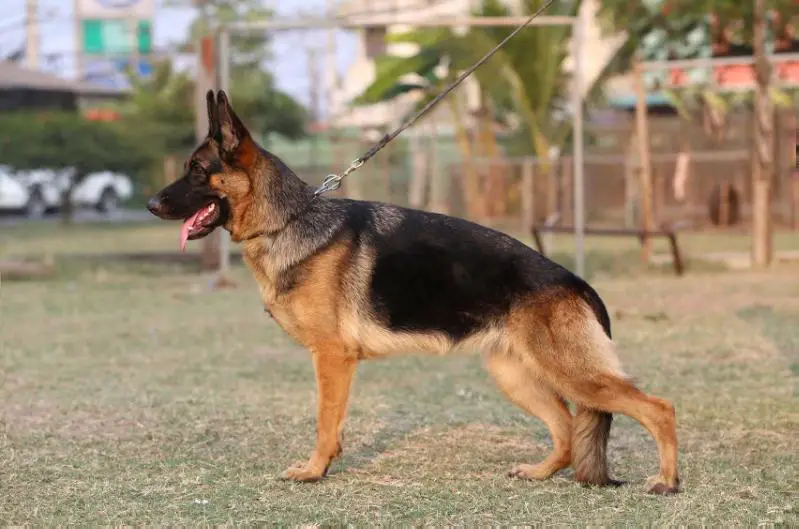 SG Dudie vom Branch Mark