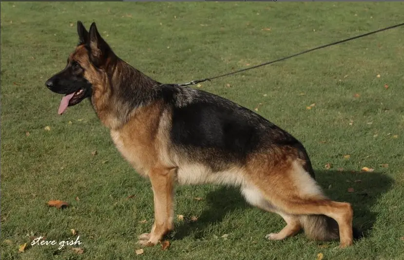 V(LGZS) Beverly vom Feuermelder