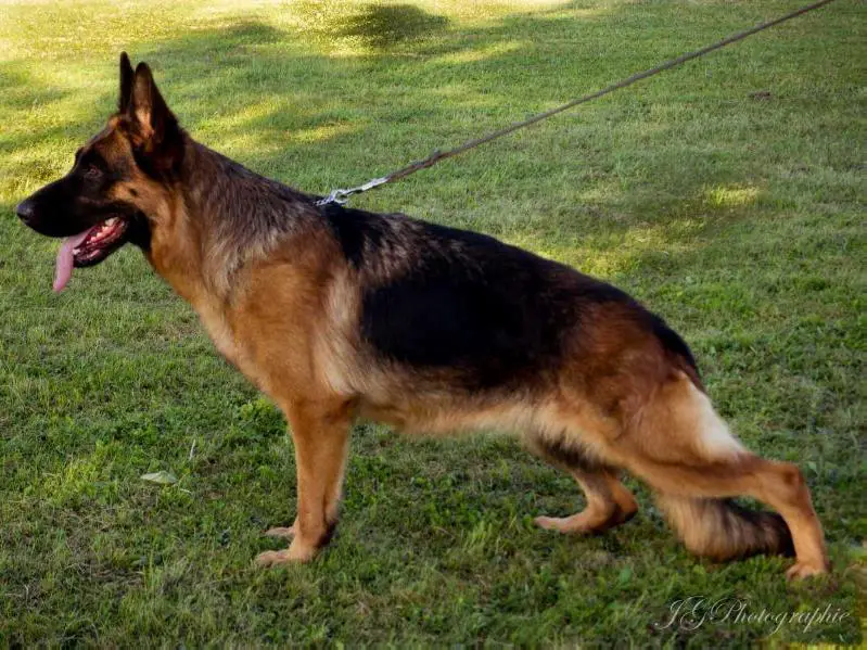 V59 2016 BSZS Nurnberg Naomi vom Badsee