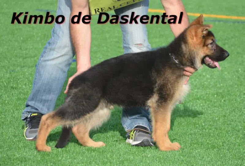 Kimbo de Daskental