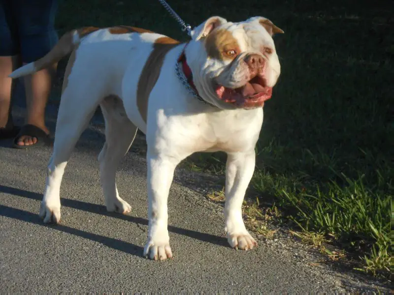 IronHouse's Baby Beast