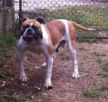 danibull's poppea of mbk