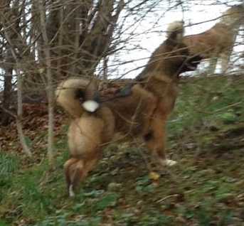 GabriTho's Two Flaming Star