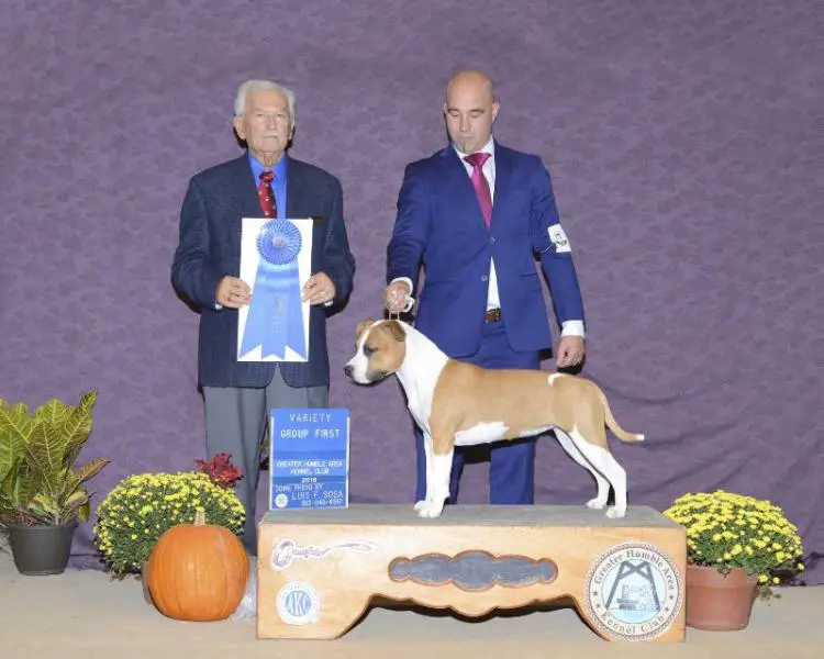 LUX/FRA/FI/SWE/GER/HR/US/NL/BE/EST/INT Champion / EJK16/WW18 Carmichael's Liar Liar Pants on Fire