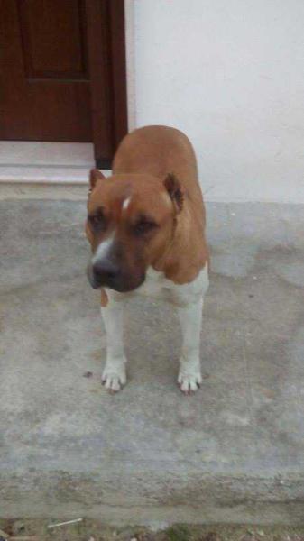 Jackie Girl of Jinko's