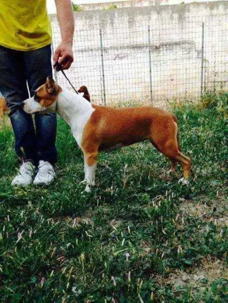 Cleopatra Del Jinko's Salentino