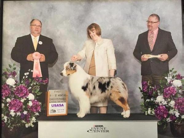 GCH AKC / CH ASCA Calais Carolina Royal Flyer