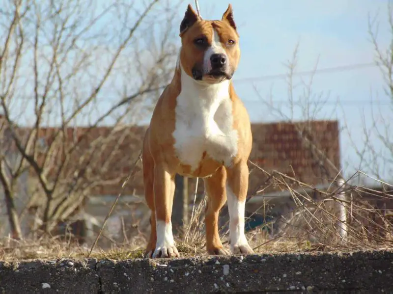 JCH.CH.GRCH. Lima Alfa