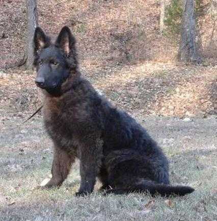 Amazing Grace Von Warfenburg