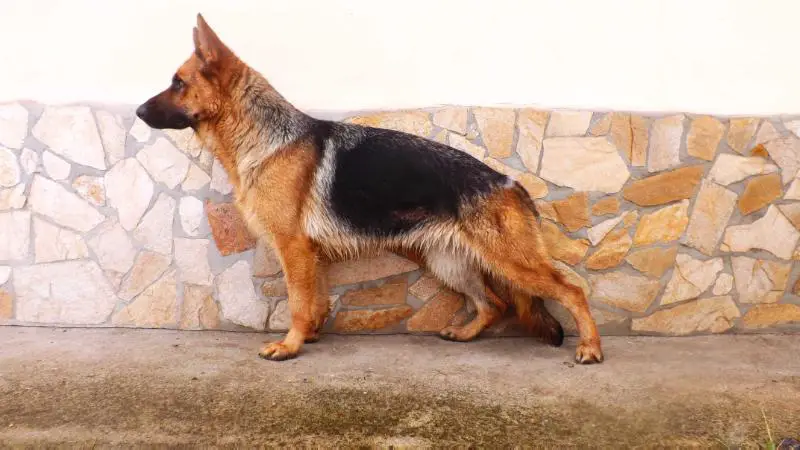 Qasta v.d. Alexander