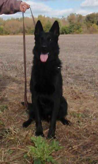 Connor od Vanovskych Vodopadu