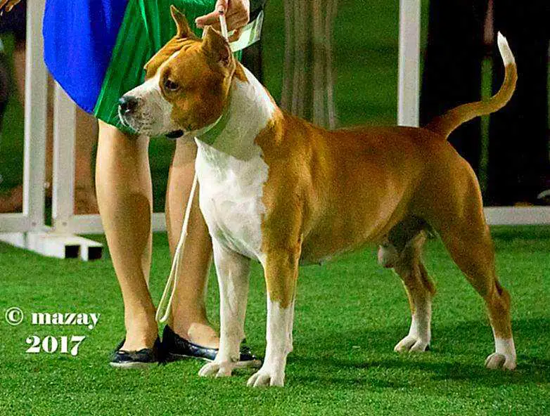 INT CH, MULTI CH, CH RU, CH KZ Star Ocean Come`n Rock Ast`Studio