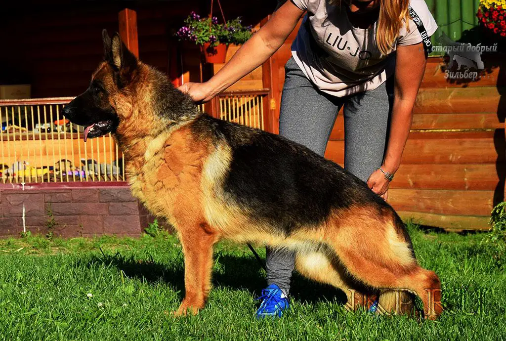 EXTRA iz Doma Allens