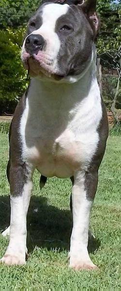 Lord Orion do American Argus